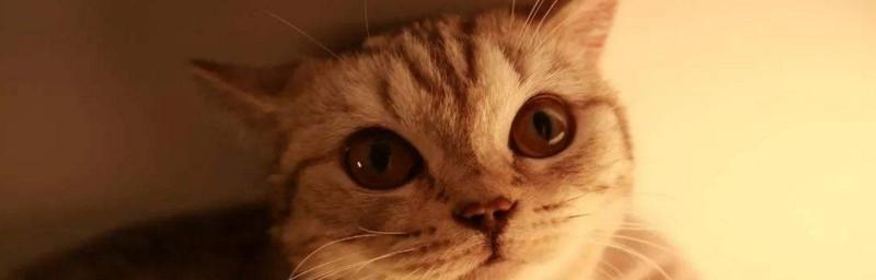 宠物猫眼突然不透亮（从疾病）