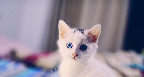 猫咪眼睛有病能否打疫苗（关于猫咪眼部疾病的预防接种问题）