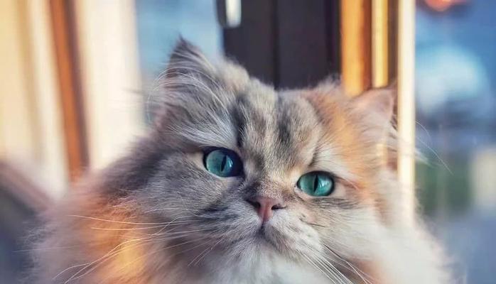 猫咪眼睛周围毛打结了怎么办（宠物猫护理指南）