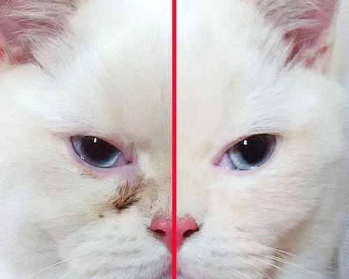 猫咪眼周围毛掉光，该怎么办（一份宠物主人必备的护理指南）