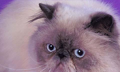猫咪眼球突出，背后原因大揭秘（探究猫咪眼球突出的原因及其危害）
