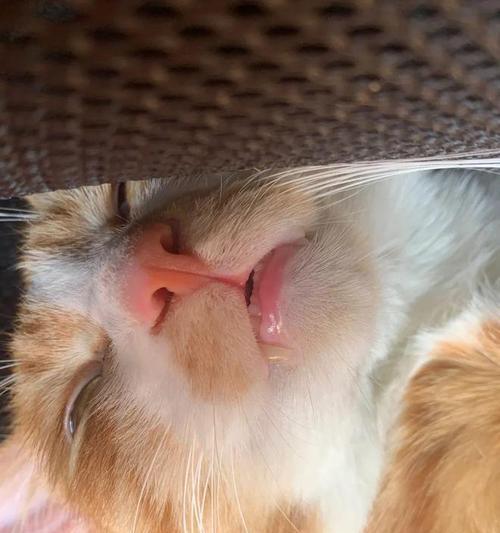 宠物猫出现眼神呆滞、拉稀和四肢蹬直，如何应对（猫咪健康问题处理方法）