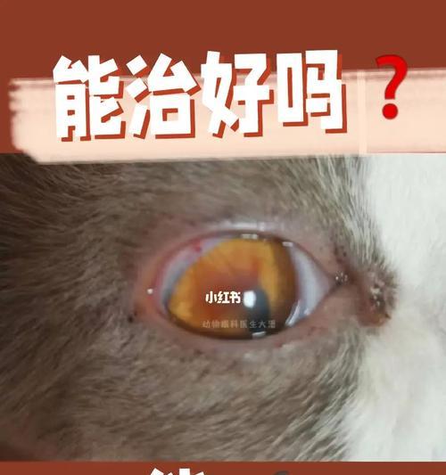 猫咪眼中的异物——如何保护宠物眼健康