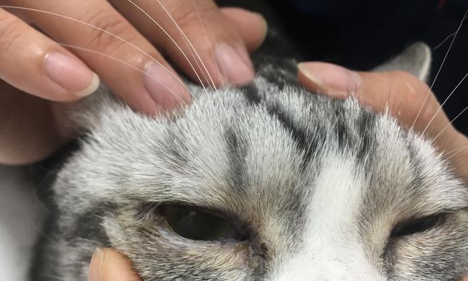 猫咪眼睑内翻（宠物爱好者必看）