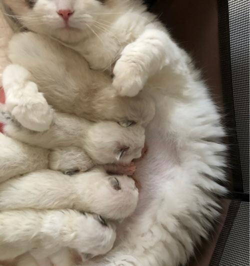 猫咪羊水破了多久才能生产（解析猫咪羊水破裂与生产的关系）