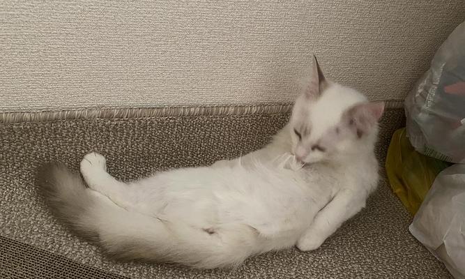 如何正确训练猫咪仰卧起坐（教你使用有效的方法让猫咪学会仰卧起坐）