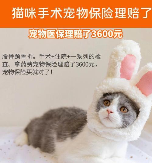 猫咪咬人脖子骨折救治详解（以宠物为主）