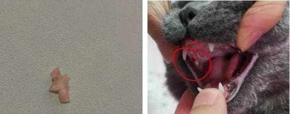 猫咪的尖牙不疼，原来是这样的（揭开猫咪“尖牙不疼”之谜）