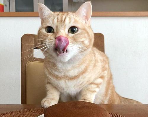宠物猫咪的饮食健康（减少零食摄入）