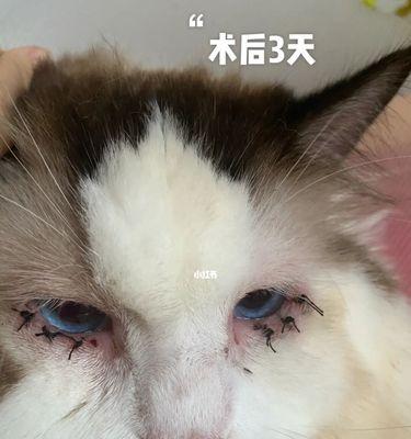 猫咪离开时的眼神，揭示主人的爱与思念（从宠物到家庭成员）