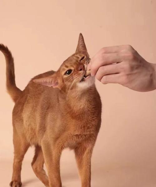 猫咪断奶时间解析（了解猫咪的生长发育和哺乳期管理）