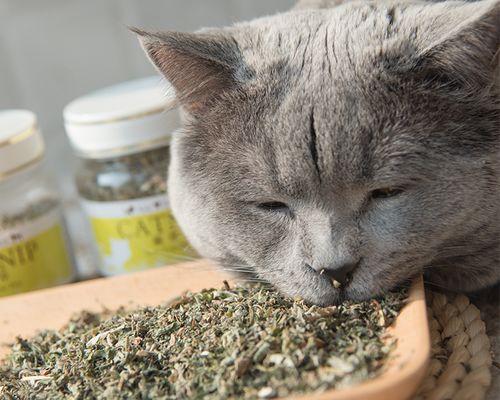 猫咪每天适量吃猫草的重要性（探究猫草的好处和适量食用标准）