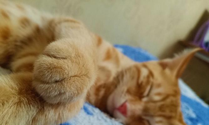 猫咪成为睡眠中的陪伴——以宠物猫咪为主题的睡眠感受（猫咪陪伴人类睡眠的好处与方法）