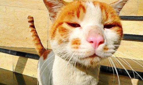 猫咪哼哼喵喵叫，这是在说什么（揭秘猫咪语言的奥秘）