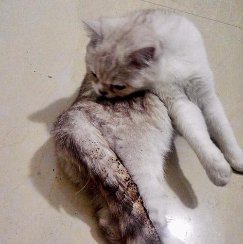 猫咪为什么会舔尾巴（探究猫咪舔尾巴的原因和意义）