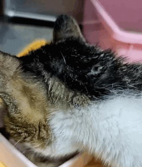 探究猫咪胰腺炎的症状与治疗（了解如何预防和处理猫咪胰腺炎）