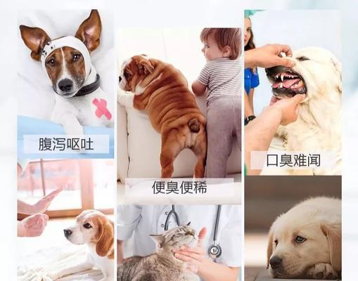 猫咪益生菌——宠物菌群守护者（如何用益生菌保护猫咪肠道健康）