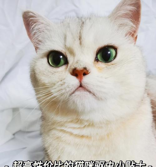 让爱宠猫咪远离寄生虫，从体内驱虫开始（宠物养护指南）