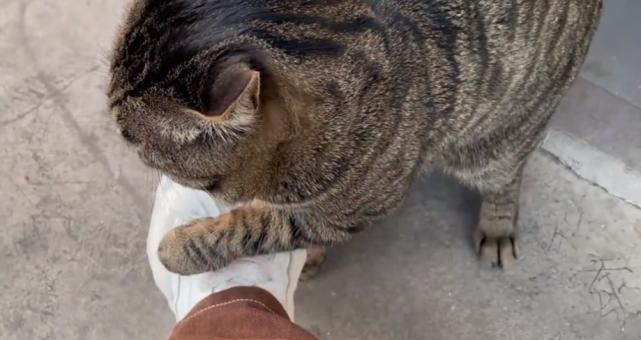猫咪游戏中的磨爪子技巧（让宠物猫在游戏中轻松磨爪）