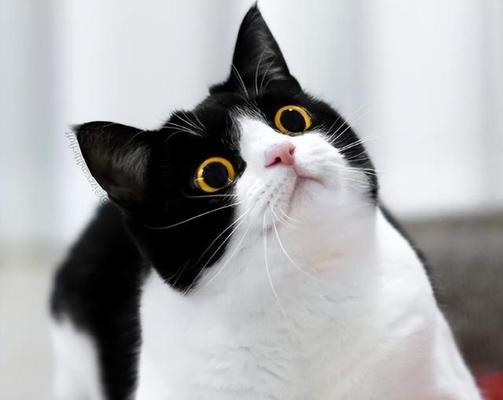 探秘猫咪的特点（认识可爱的小伙伴）