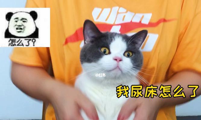 猫咪又尿床了，怎么办（宠物的尿床问题处理方法）