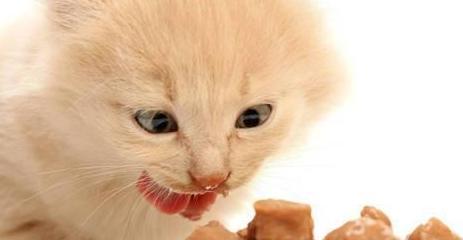 如何科学喂养宠物猫咪（以鱼干为例）