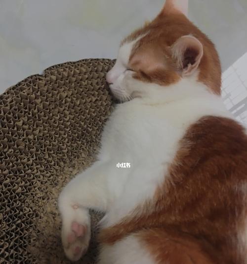 小猫的睡姿（一起探讨小猫为什么爱趴在人身上睡觉）