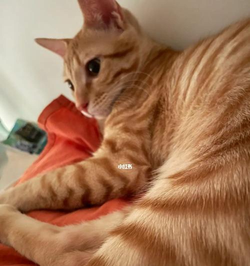 小猫的睡姿（一起探讨小猫为什么爱趴在人身上睡觉）