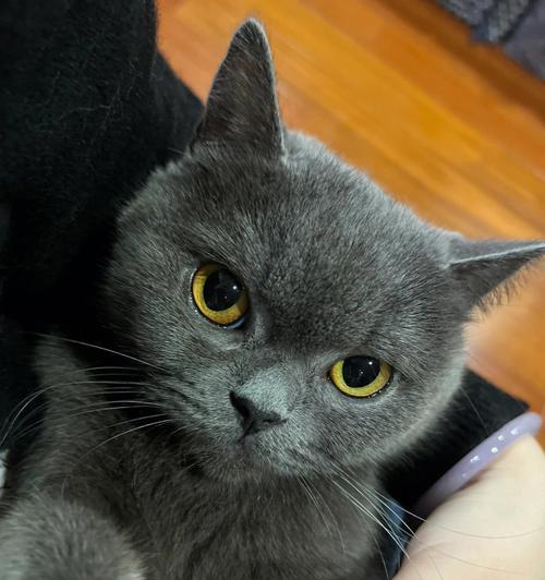 小猫鼻涕多的原因和解决方法（宠物主人必看）