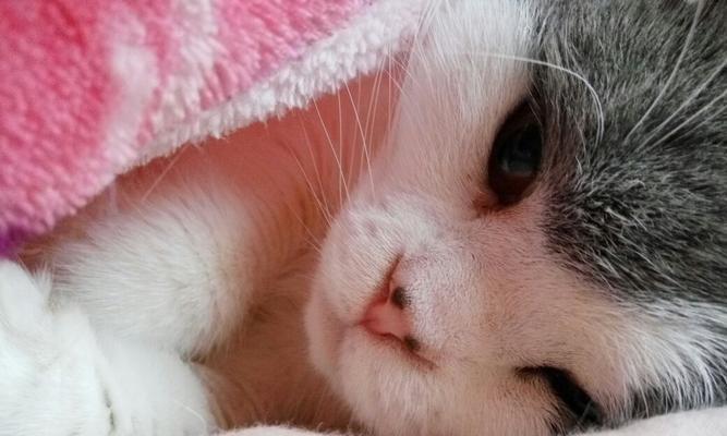 小猫鼻子干的原因和对策（探究小猫鼻子干的症状）