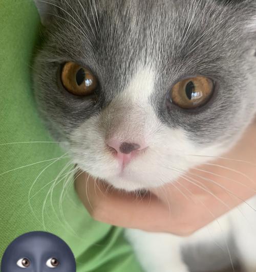 小猫鼻子干燥发黑白，如何保健（宠物爱护指南）