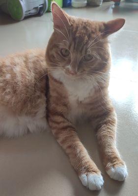 小猫的疾病与治疗（当宠物病了）