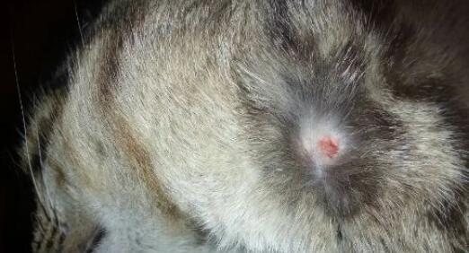 小猫脖子突然歪了，该怎么办（探究猫咪突然歪脖的原因和解决方法）
