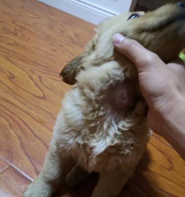 小猫脖子肿块的原因和治疗方法（宠物医生详细解答）