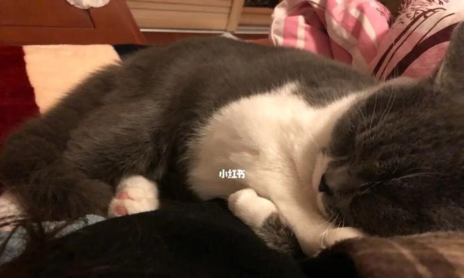 小猫的粘人特质（以宠物为主）