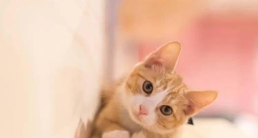 小猫不吃不喝又没有力气，该怎么办（宠物照顾的必备指南）