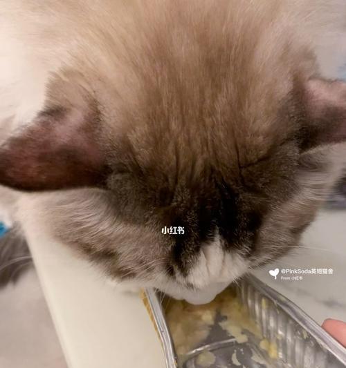 小猫不吃东西（猫咪饮食困扰）