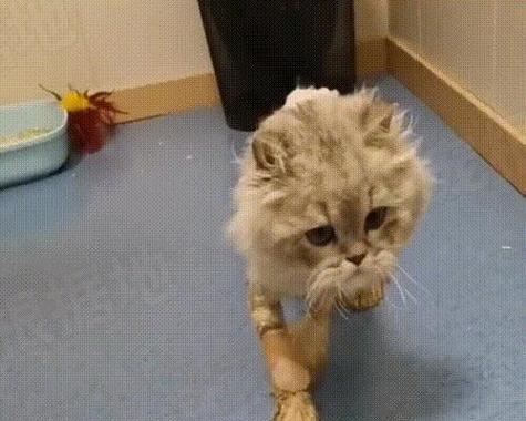 小猫不吃放久的危害与处理方法（养宠物）