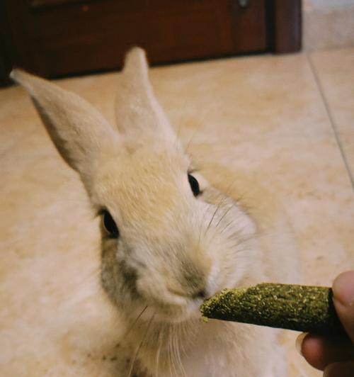 小猫不吃磨牙棒怎么办（让宠物猫爱上磨牙棒的实用技巧）
