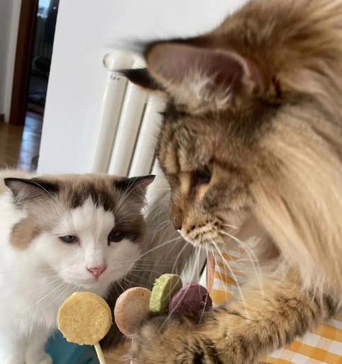 小猫不吃磨牙棒怎么办（让宠物猫爱上磨牙棒的实用技巧）