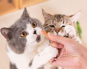 小猫不吃磨牙棒怎么办（让宠物猫爱上磨牙棒的实用技巧）
