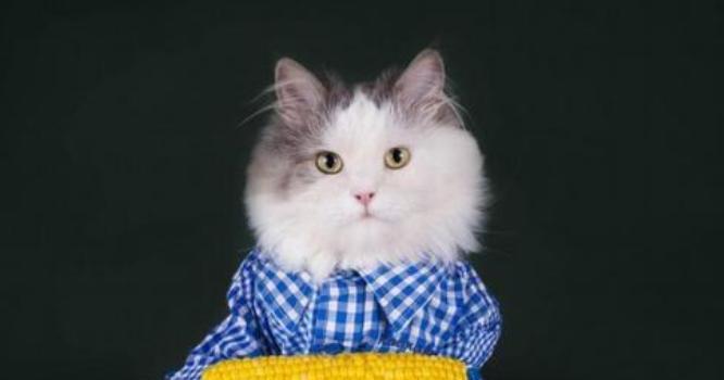 小猫不能吃什么（小猫不能吃哪些水果）