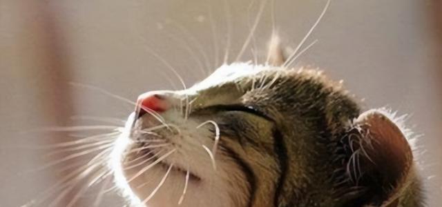 小猫为什么不停打喷嚏洗脸（探究宠物猫日常行为背后的秘密）