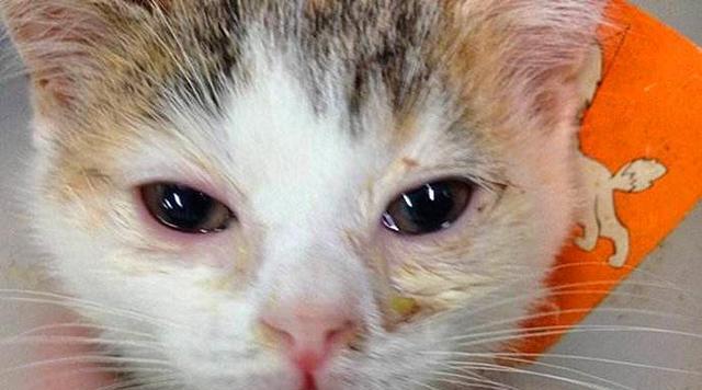 小猫为什么不停打喷嚏洗脸（探究宠物猫日常行为背后的秘密）