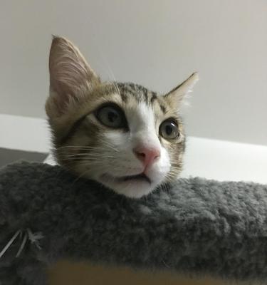 小猫为什么不停打喷嚏洗脸（探究宠物猫日常行为背后的秘密）