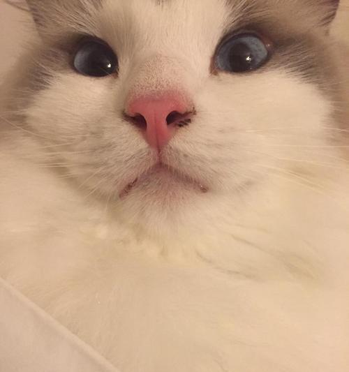 小猫为什么不停地流口水（探究宠物口水分泌的原因和对宠物健康的影响）