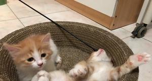 小猫为什么不停地舔身上的毛（了解这一现象的原因及对猫咪健康的影响）