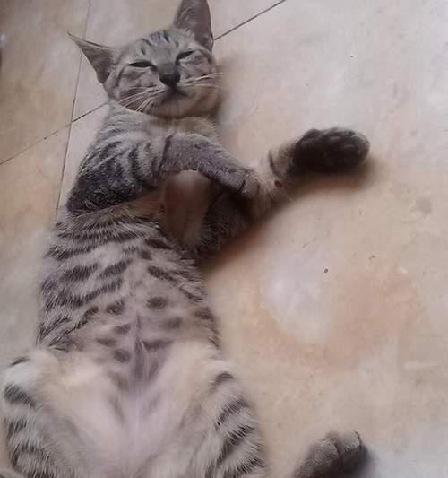 《母爱的延续——小猫长大母猫送》（一只小猫的成长之路）