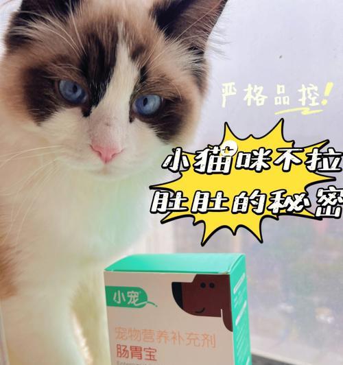 小猫拉稀怎么办（宠物主人必读！长期拉稀的小猫该如何护理）