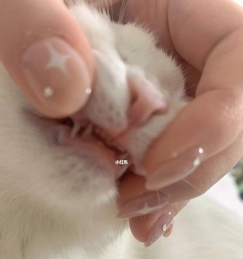 小猫长牙怎么喂（宠物猫咪牙齿生长和护理的技巧）